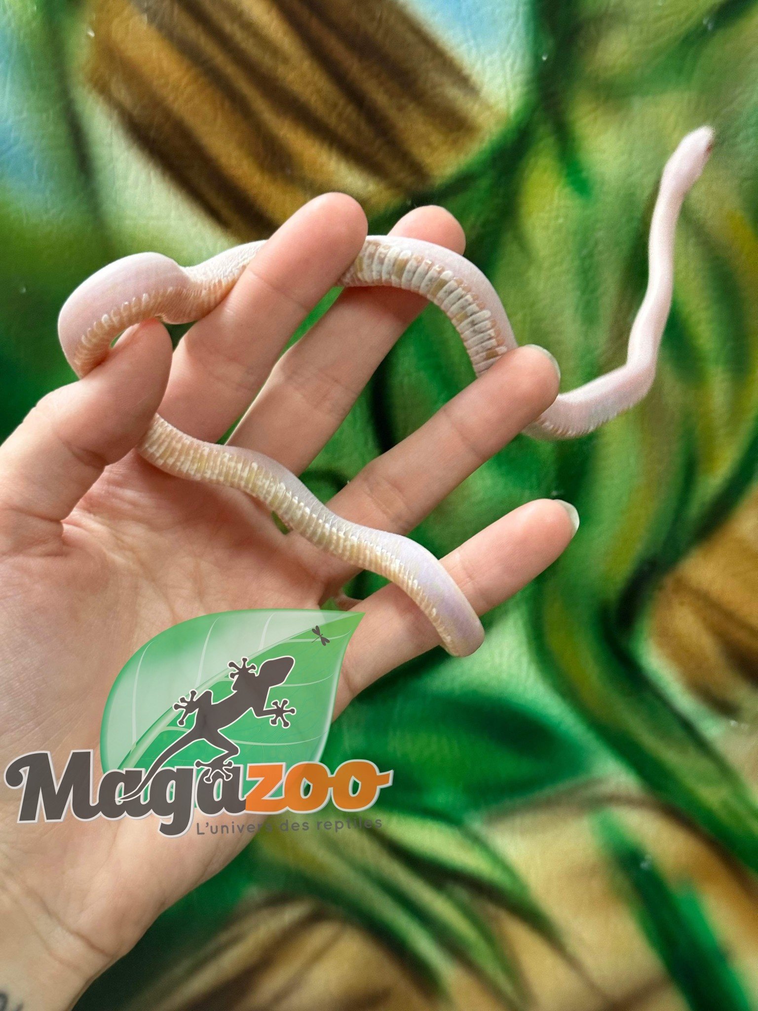 Magazoo Corn snake  Scaleless Snow  Female