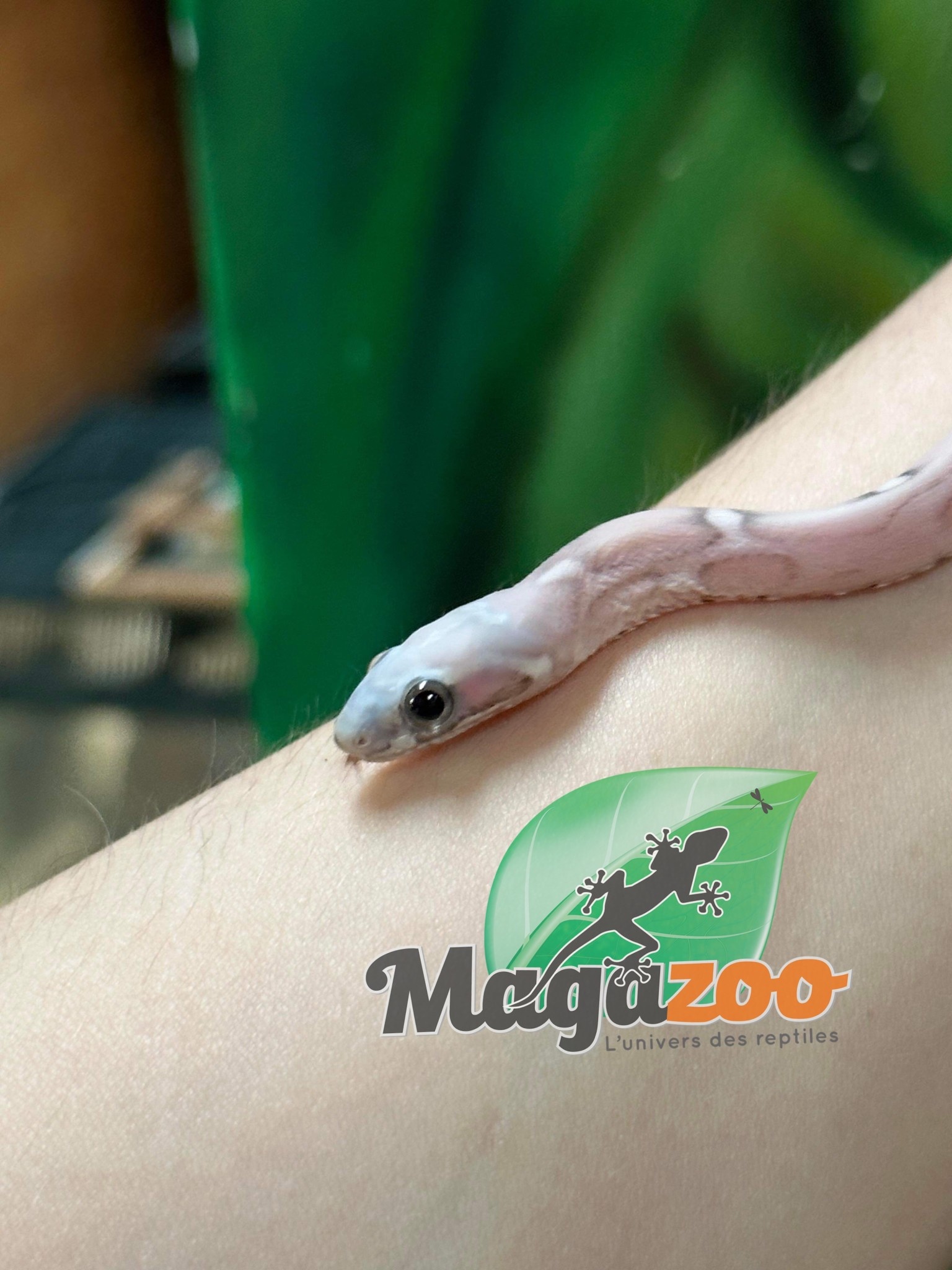 Magazoo Corn snake  Scaleless Anery Male