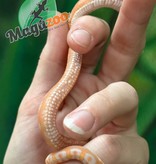 Magazoo Corn snake  Scaleless reverse Okeetee Female