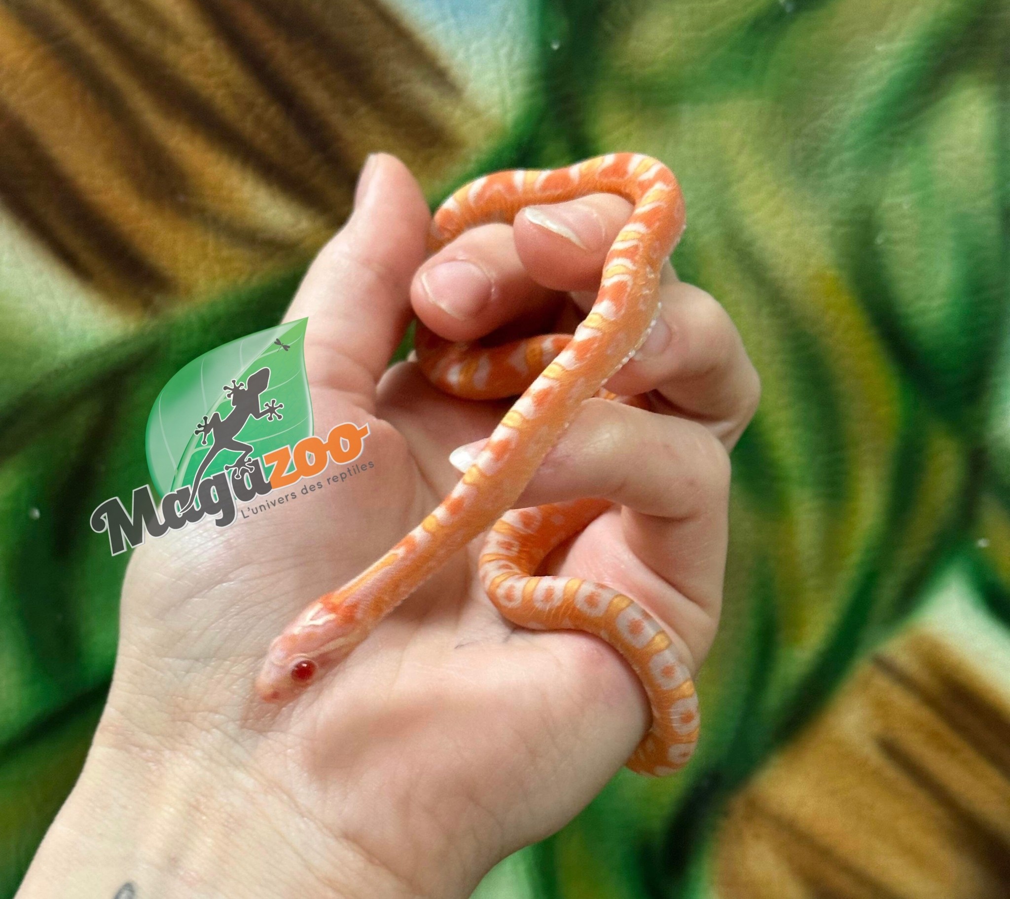 Magazoo Corn snake  Scaleless reverse Okeetee Female