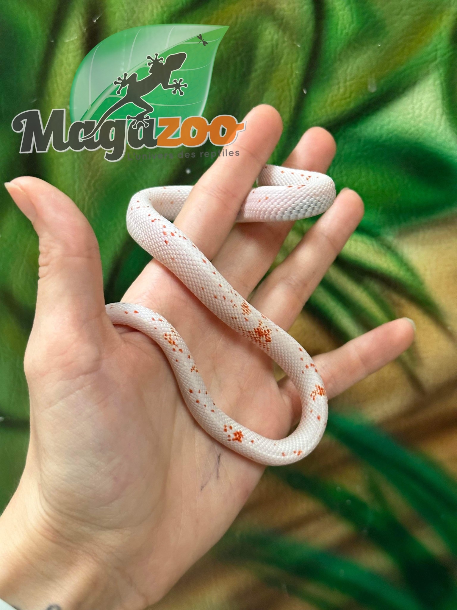 Magazoo Corn snake  Palmetto Anery Male