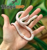 Magazoo Serpent des blés Palmetto Albino Mâle