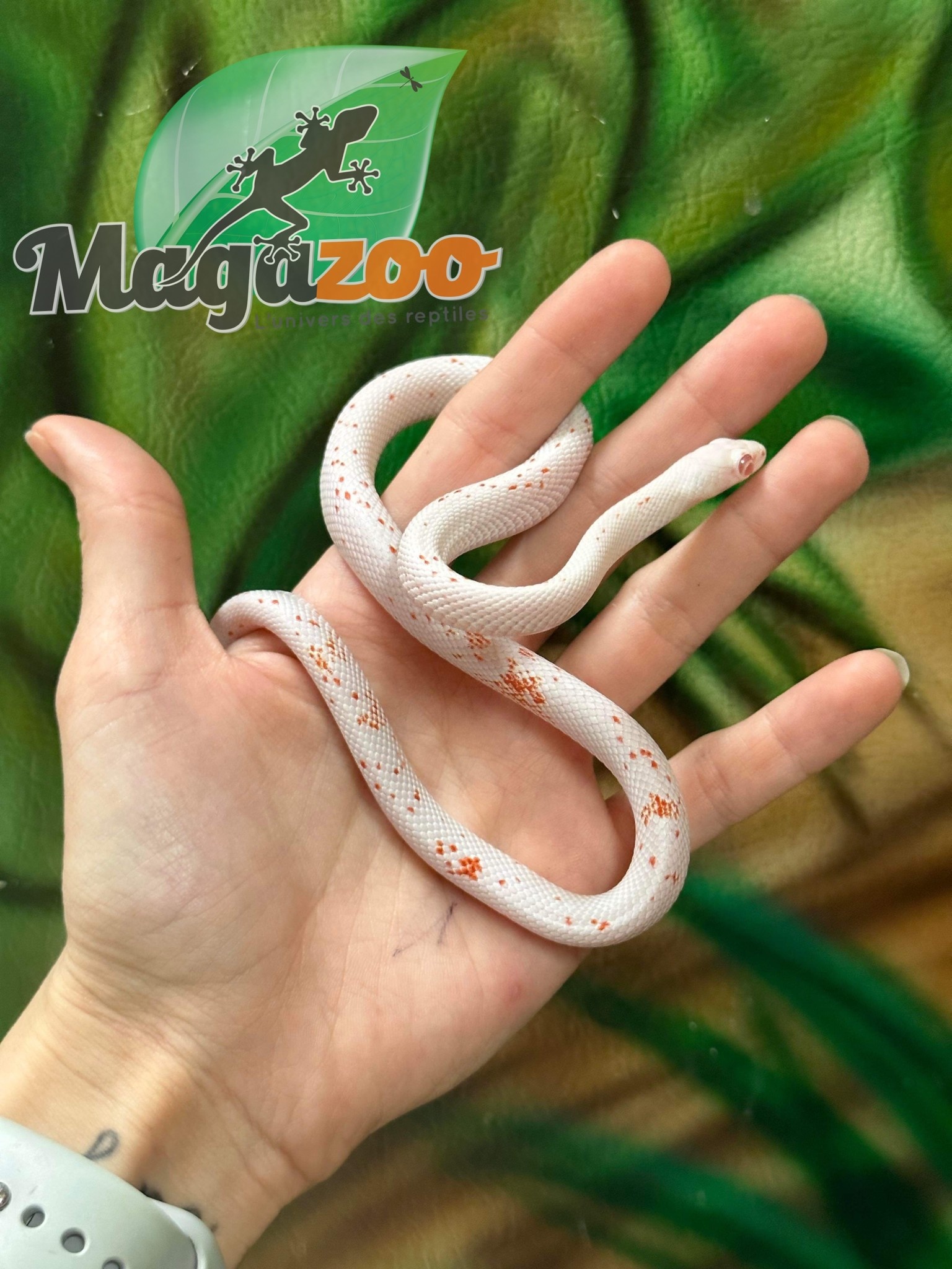 Magazoo Serpent des blés Palmetto Albino Mâle