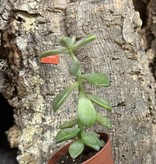 Magazoo Echeveria Plant