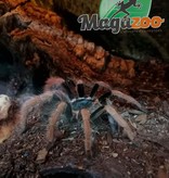 Magazoo Colombian giant red leg/Megaphobema robustum