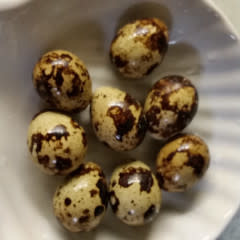 Magazoo Single quail egg