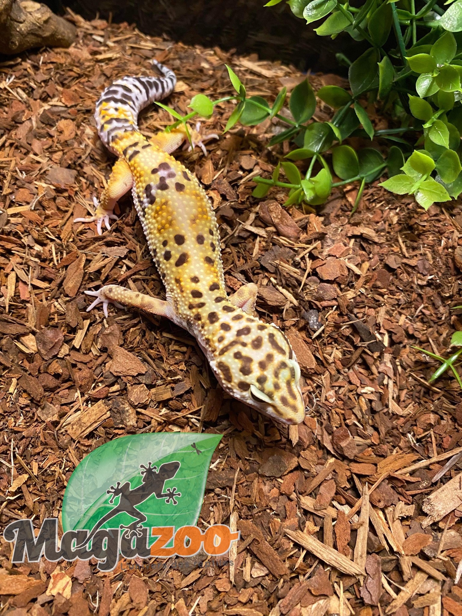Magazoo Leopard gecko high yellow Female born April 25, 2022