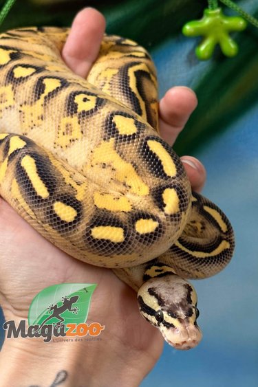 Magazoo Ball python Pastel Freeway Het hypo 50% (Het Pied ) Female