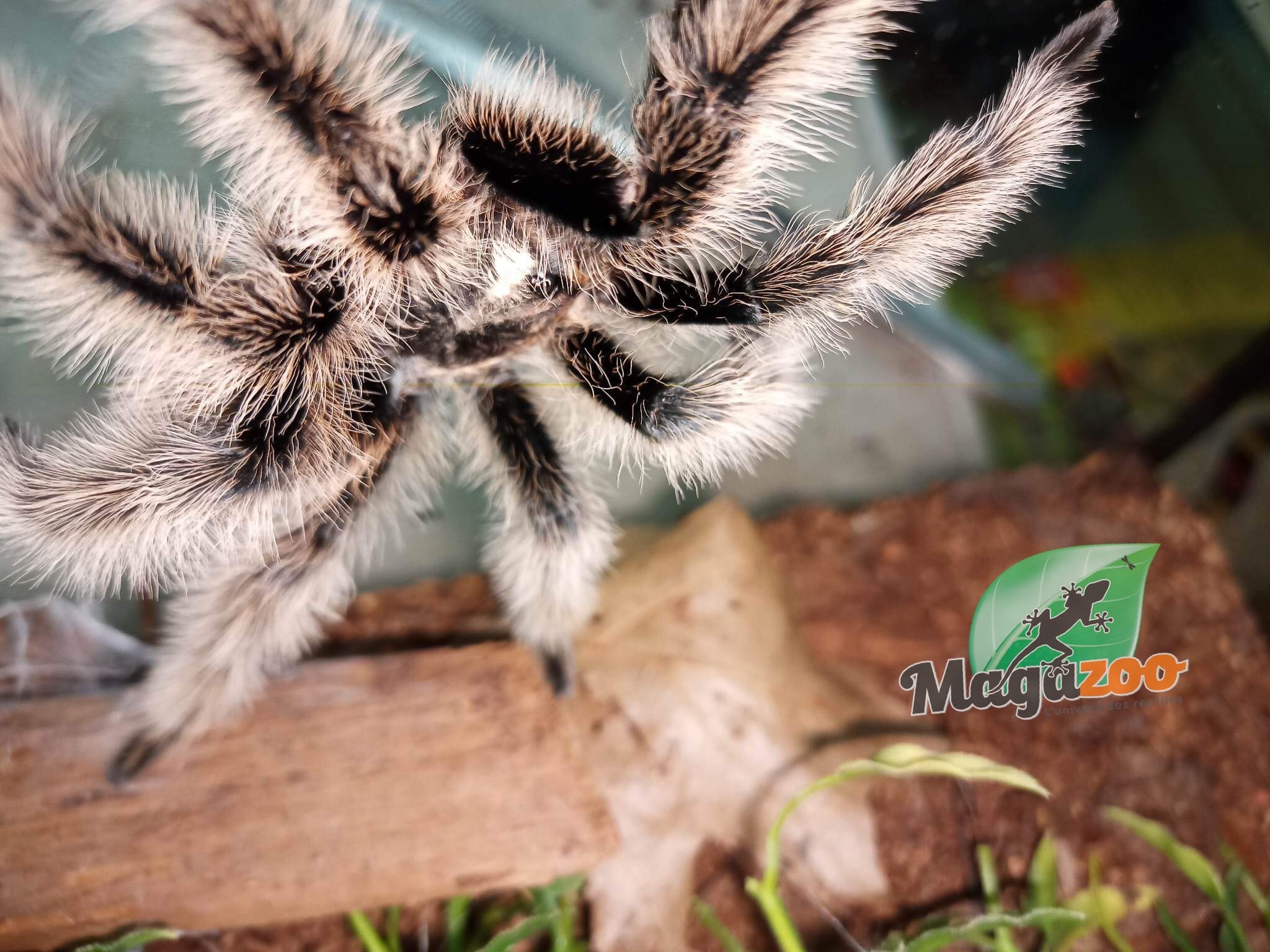 Magazoo Curly hair tarantula Male Mature/ Tliltocatl  albopilosus