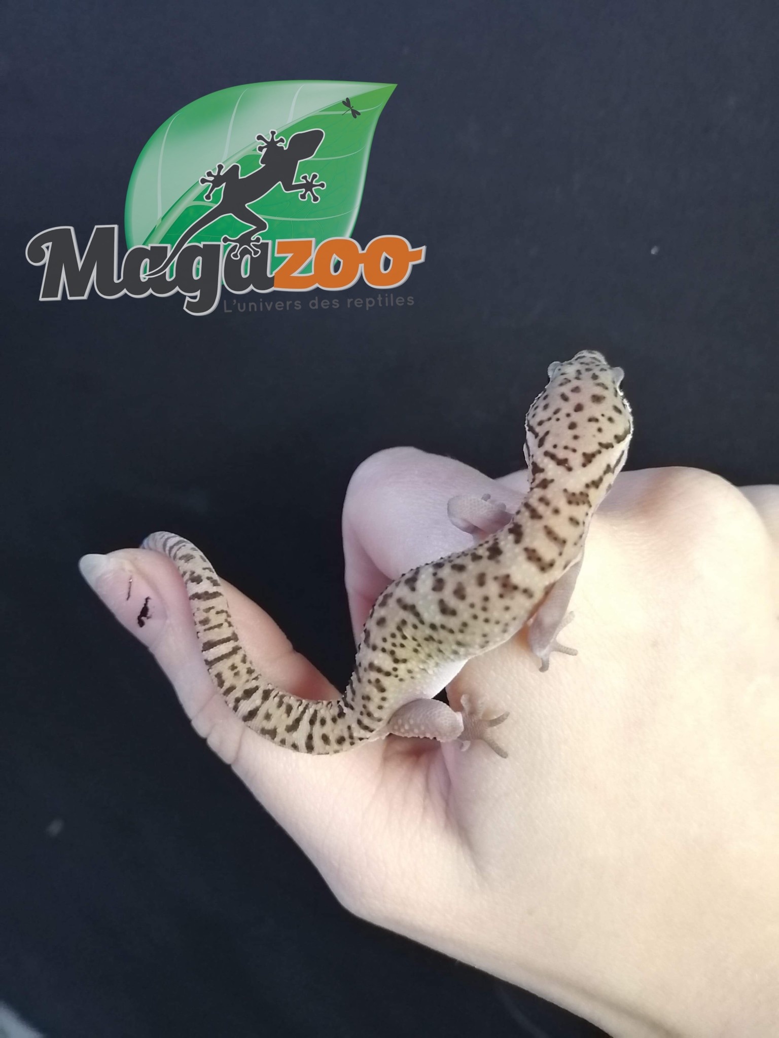 Magazoo Central American banded gecko (Male)