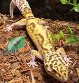 Magazoo Leopard gecko Radar female born August 12, 2021