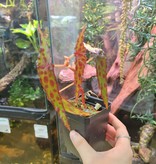 La Swamp Begonia amphioxus (épiphytes) plant