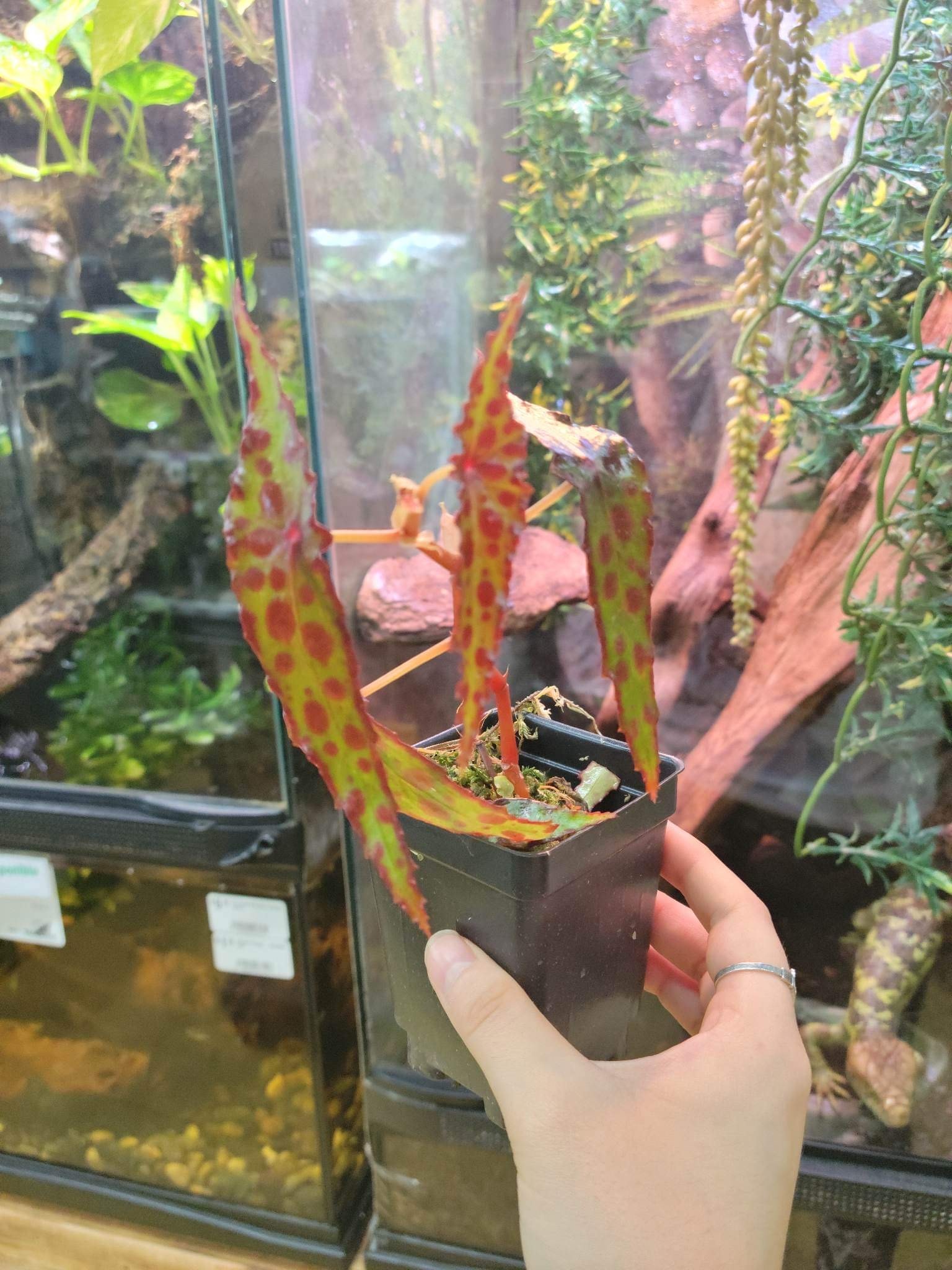 La Swamp Begonia amphioxus (épiphytes) plant