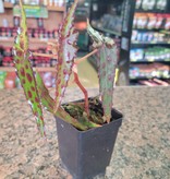 La Swamp Begonia amphioxus (épiphytes) plant