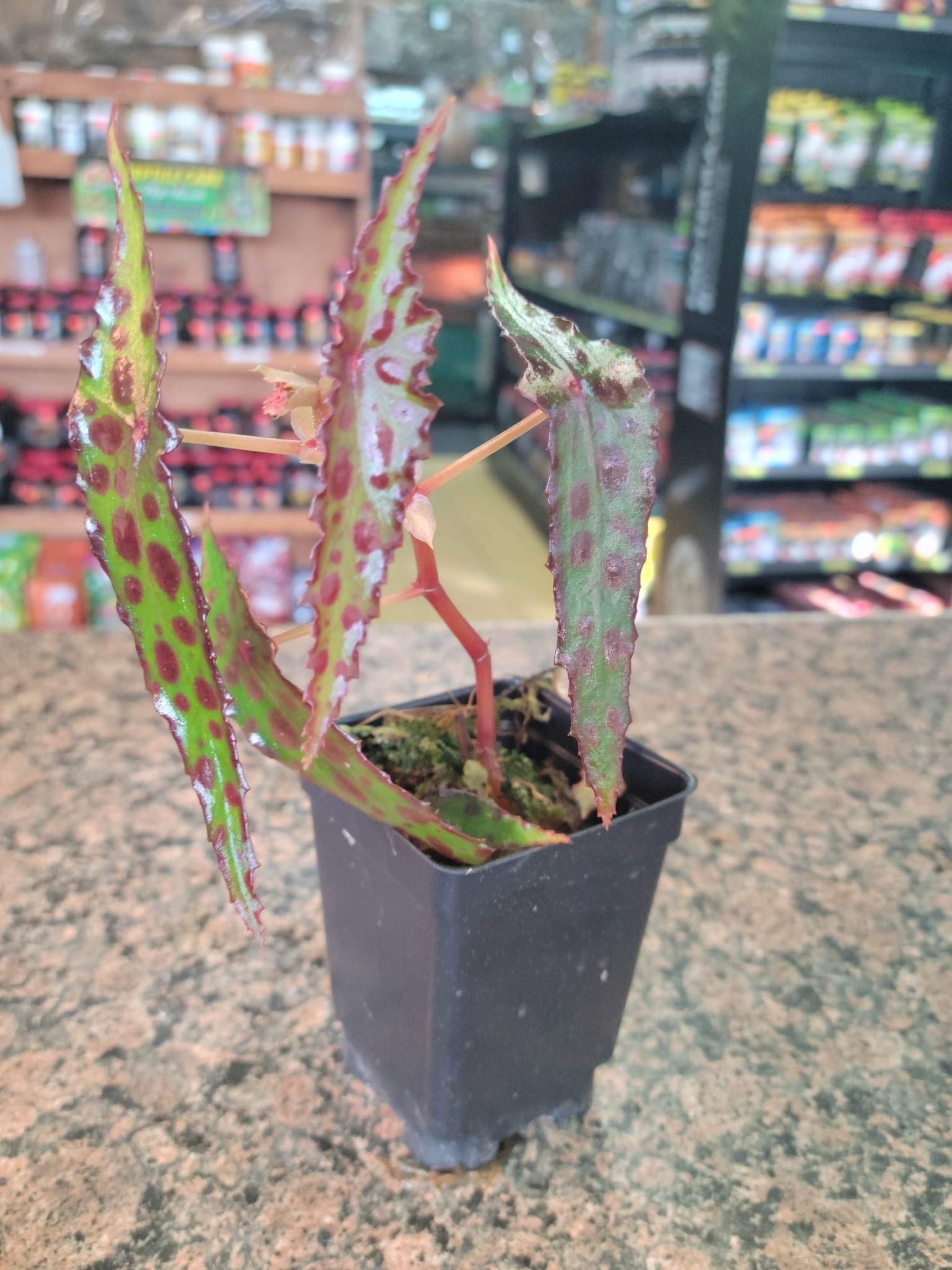 La Swamp Begonia amphioxus (épiphytes) plant