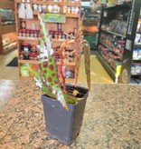 La Swamp Plante Begonia amphioxus (épiphytes)