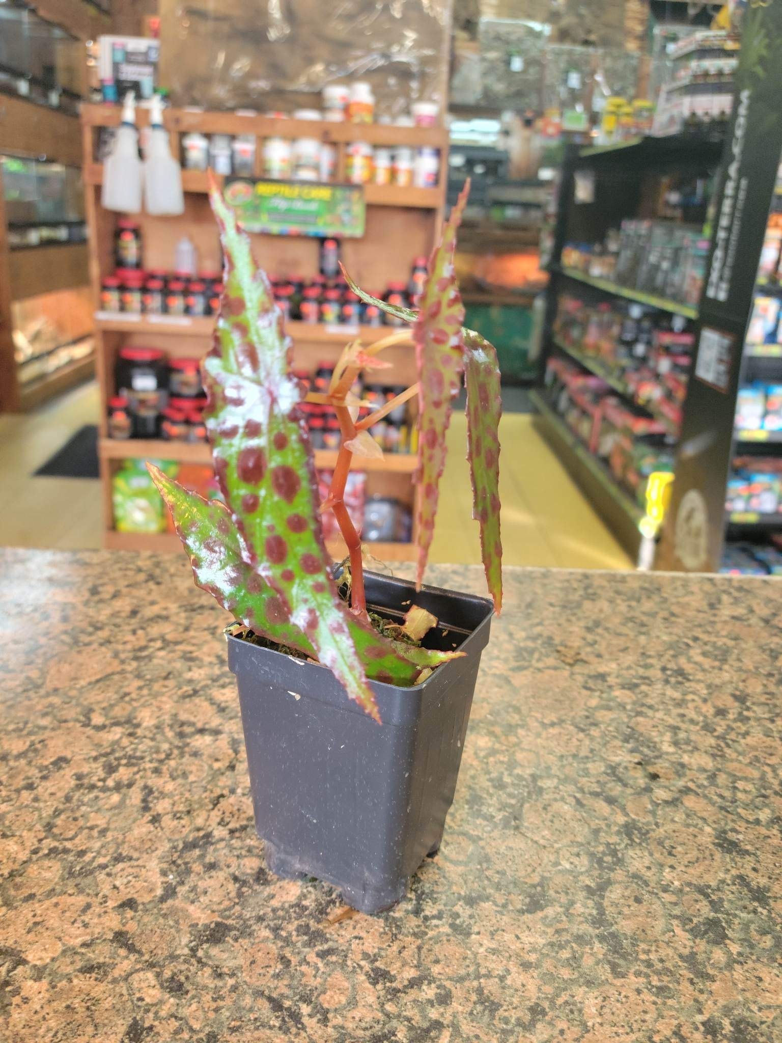 La Swamp Begonia amphioxus (épiphytes) plant