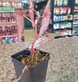 La Swamp Begonia amphioxus (épiphytes) plant