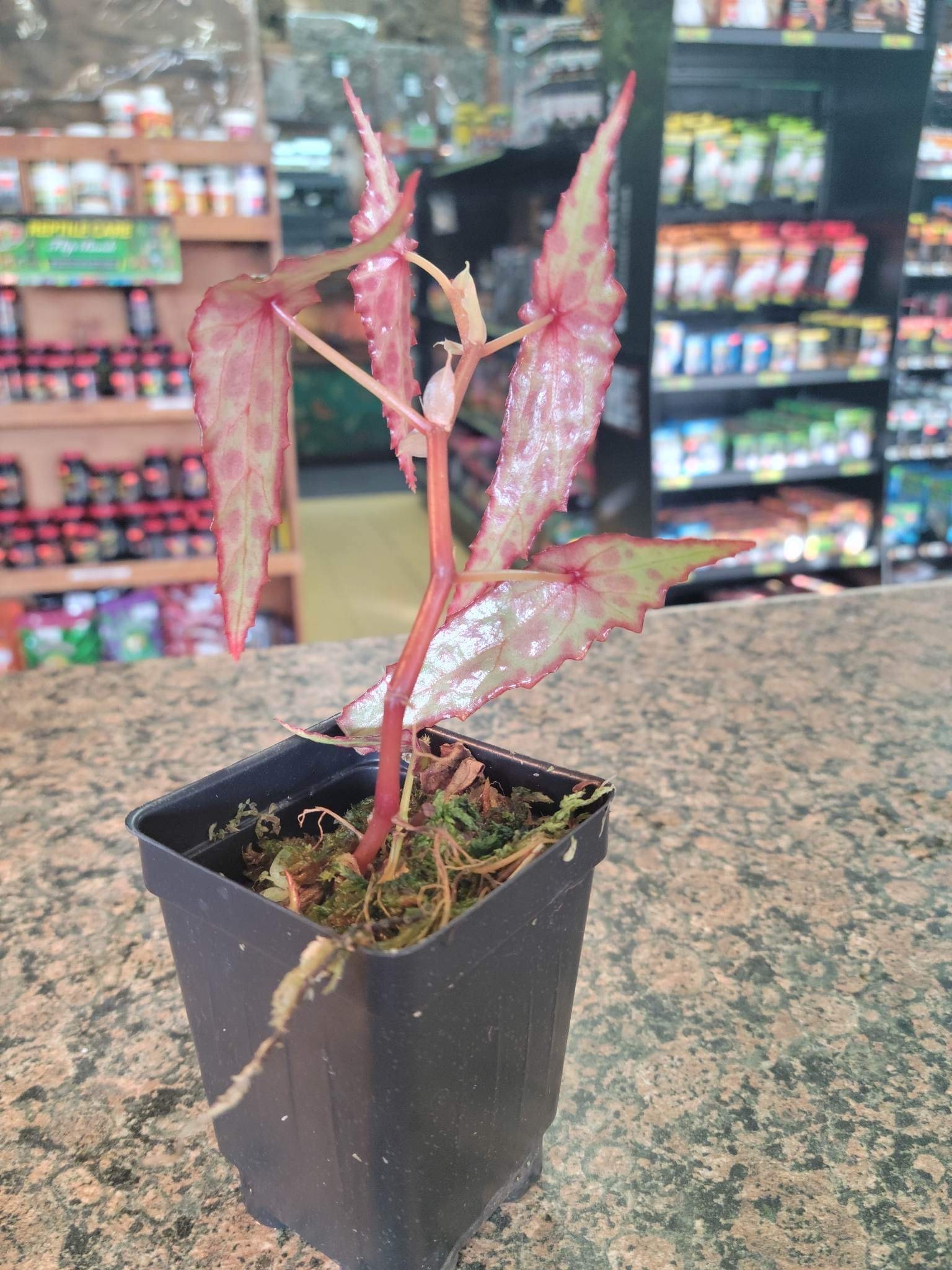 La Swamp Begonia amphioxus (épiphytes) plant