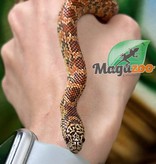 Magazoo Serpent Roi de Floride Hypo Mâle