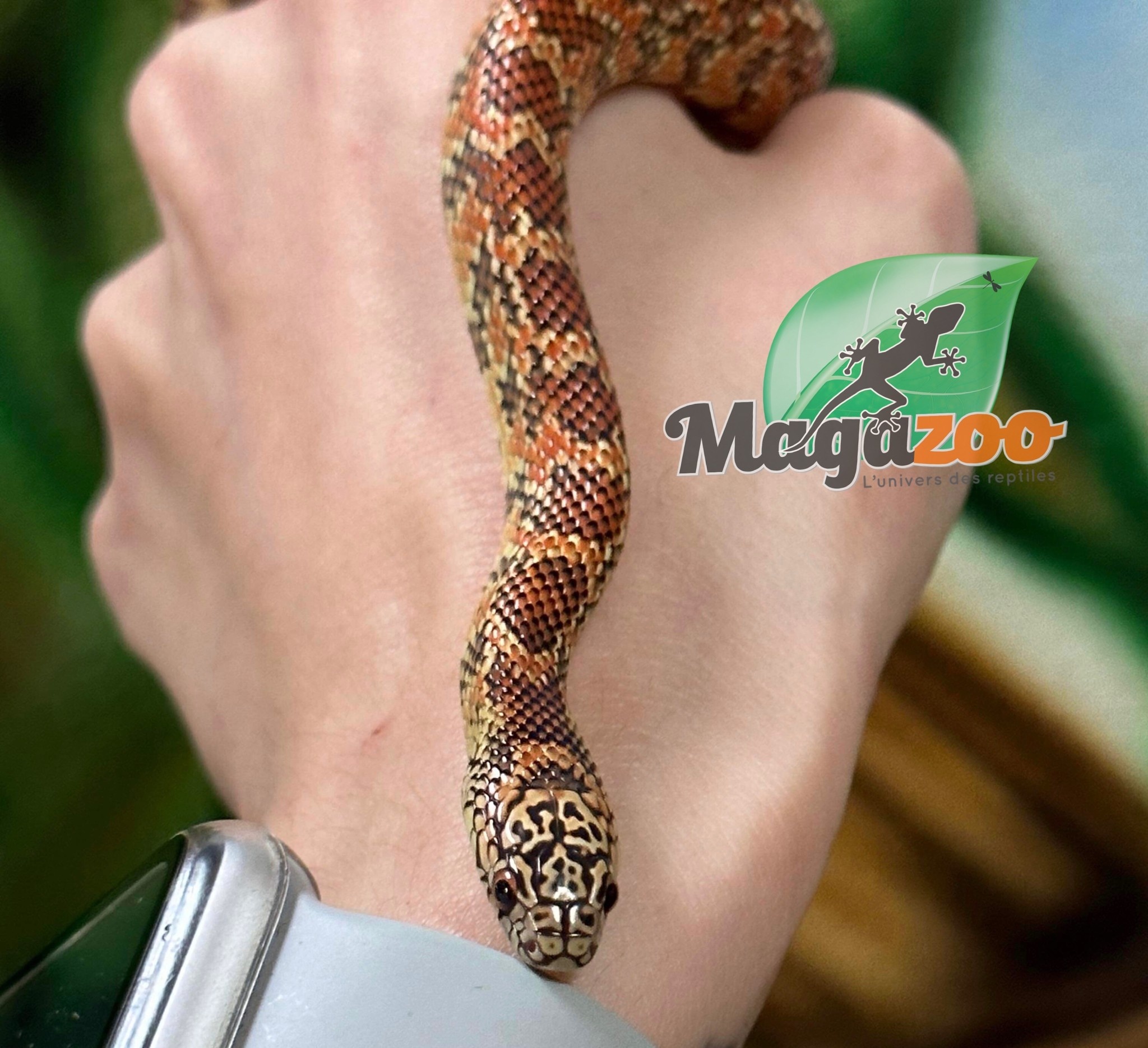 Magazoo Serpent Roi de Floride Hypo Mâle