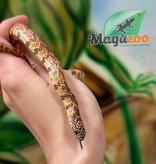 Magazoo Serpent Roi de Floride Hypo Mâle