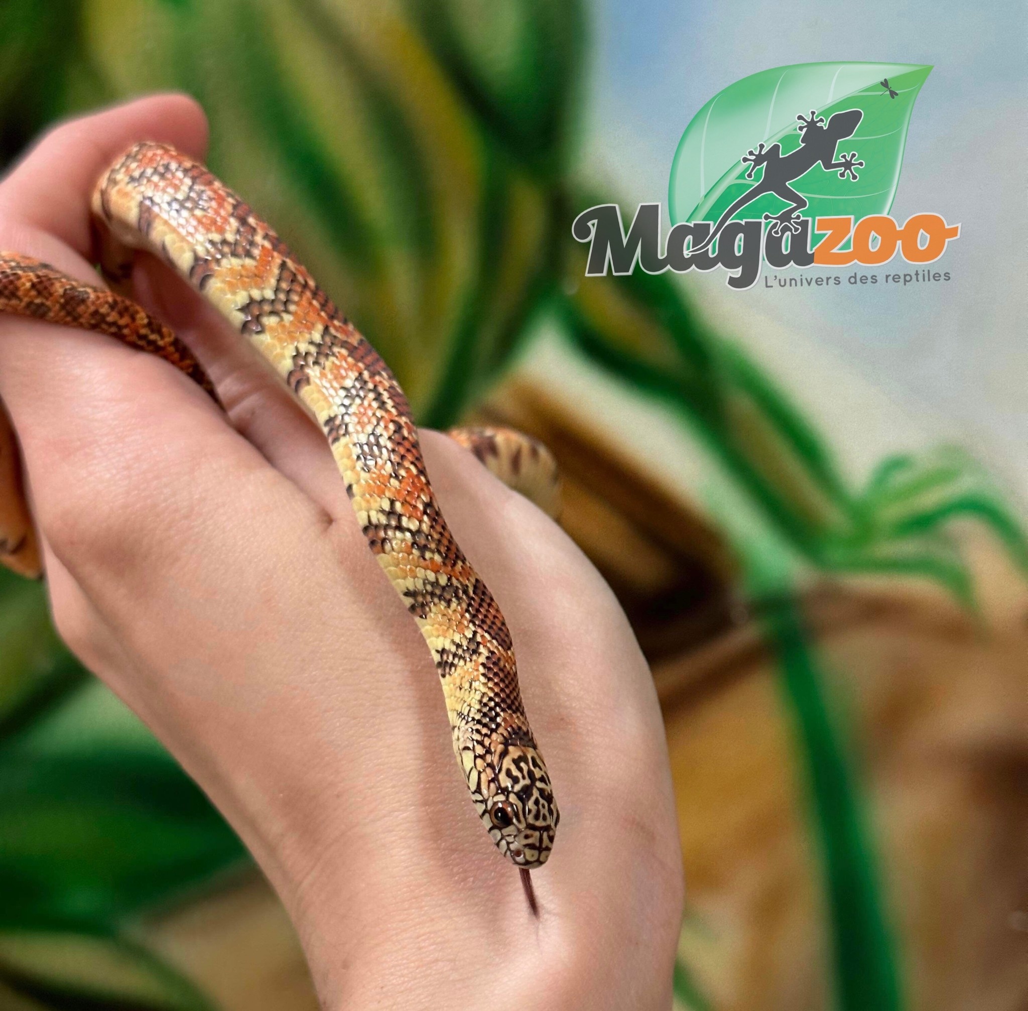 Magazoo Florida king snake Hypo Male