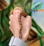 Magazoo Florida king snake Hypo Male