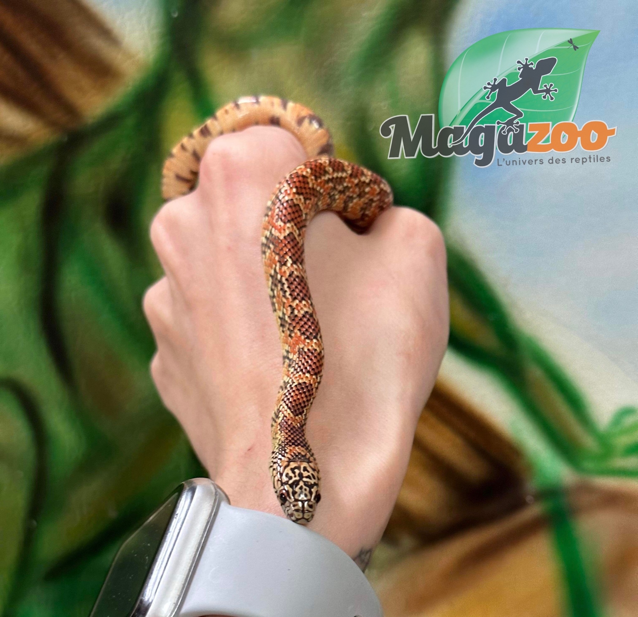 Magazoo Serpent Roi de Floride Hypo Mâle