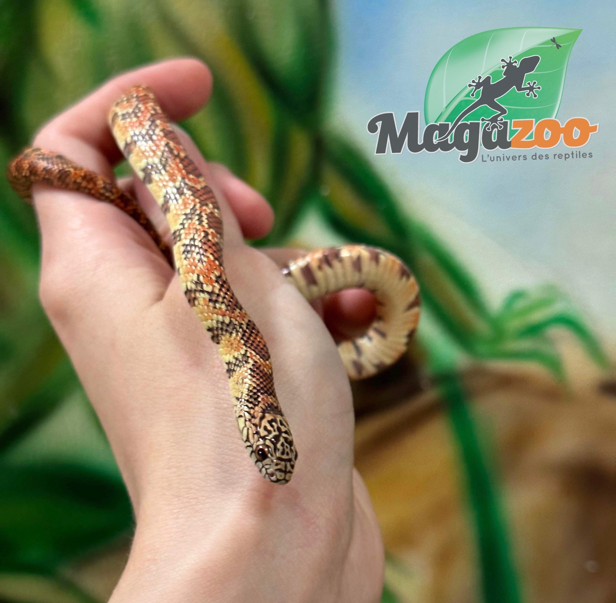 Magazoo Serpent Roi de Floride Hypo Mâle