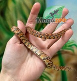 Magazoo Serpent Roi de Floride Hypo Mâle