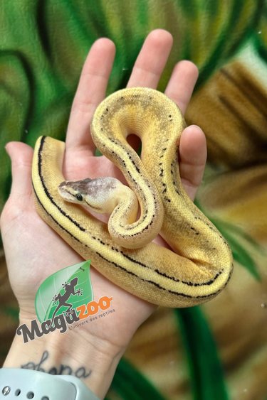Magazoo Python royal Pastel Génétique Stripe Femelle
