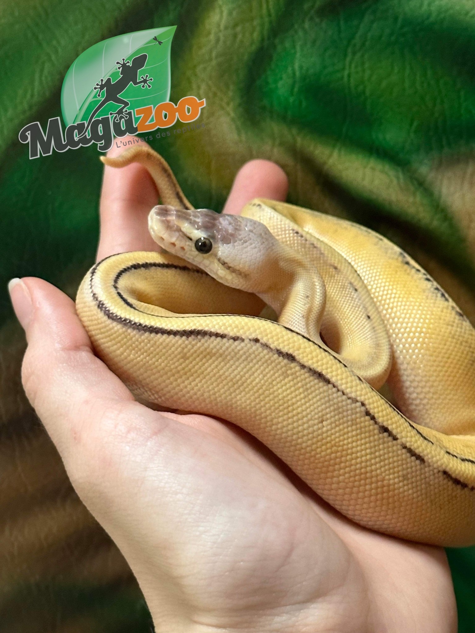 Magazoo Python royal Super Pastel Génétique Stripe Femelle