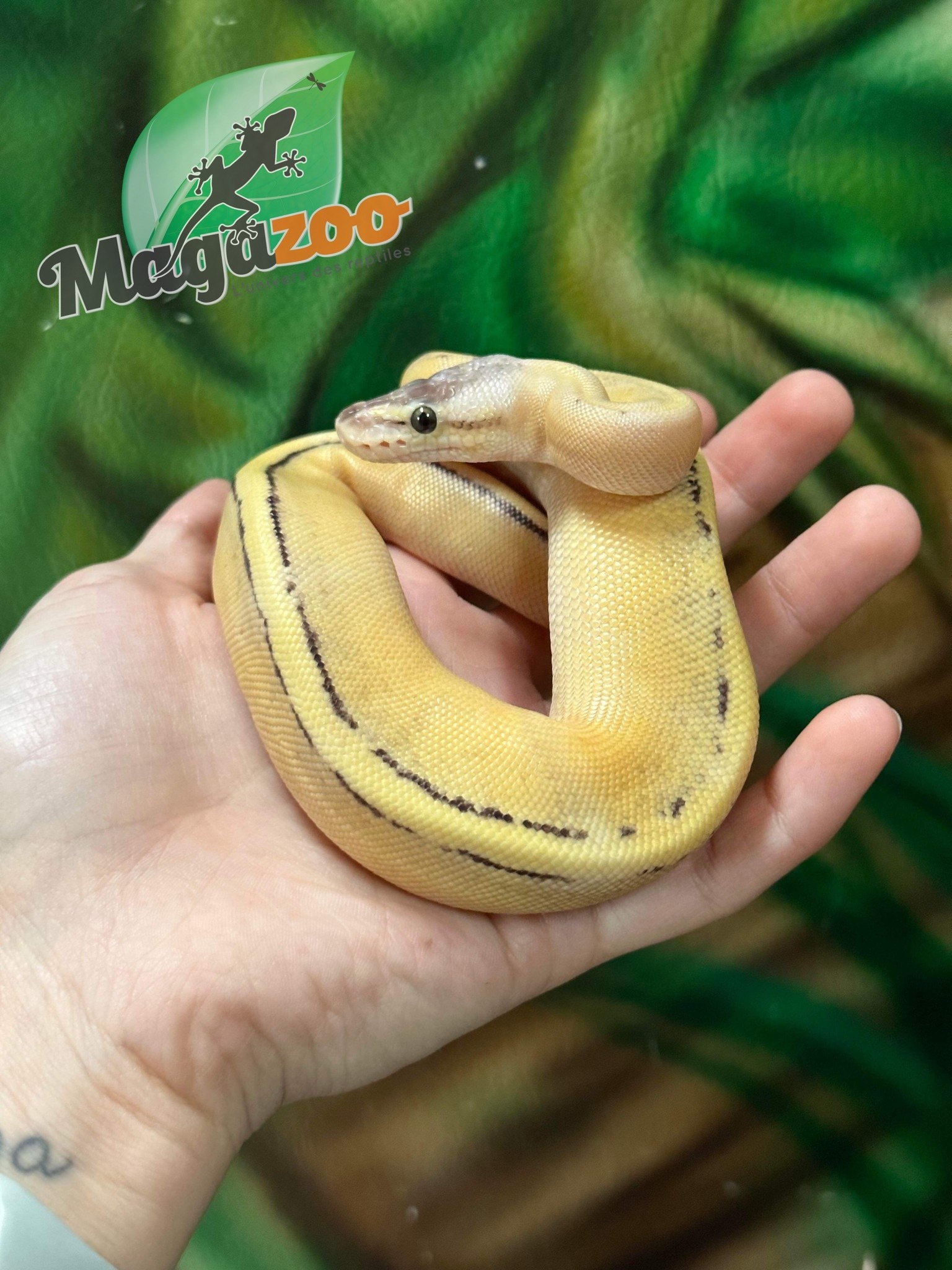 Magazoo Python royal Super Pastel Génétique Stripe Femelle