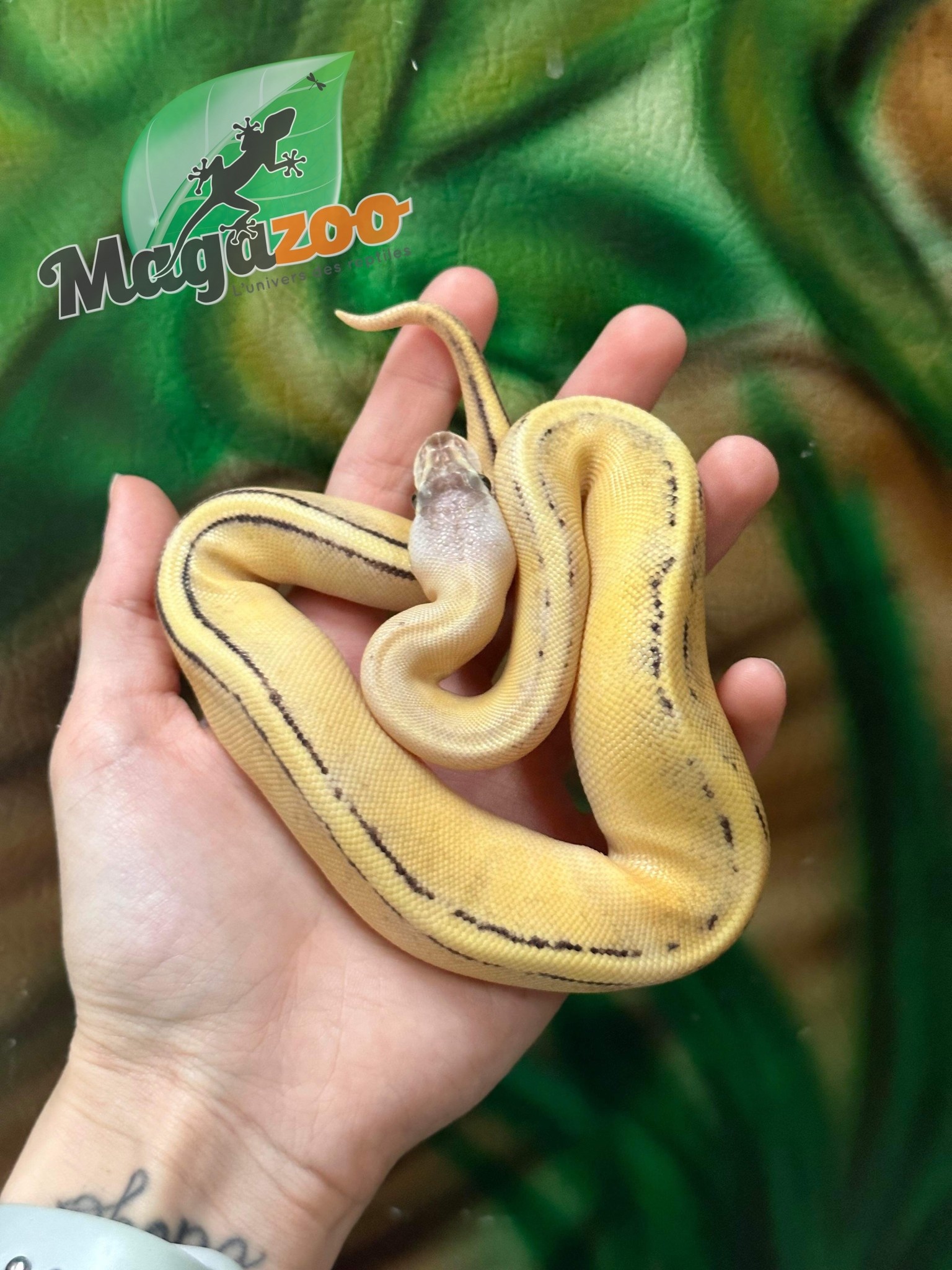 Magazoo Ball python Super Pastel Genetic Stripe (Female 2021)
