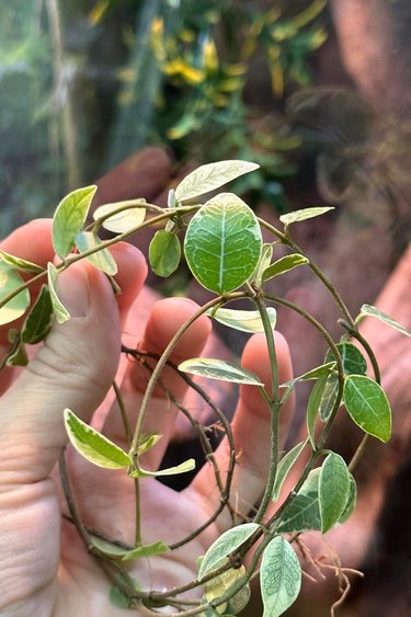 Magazoo Hoya ovata plant