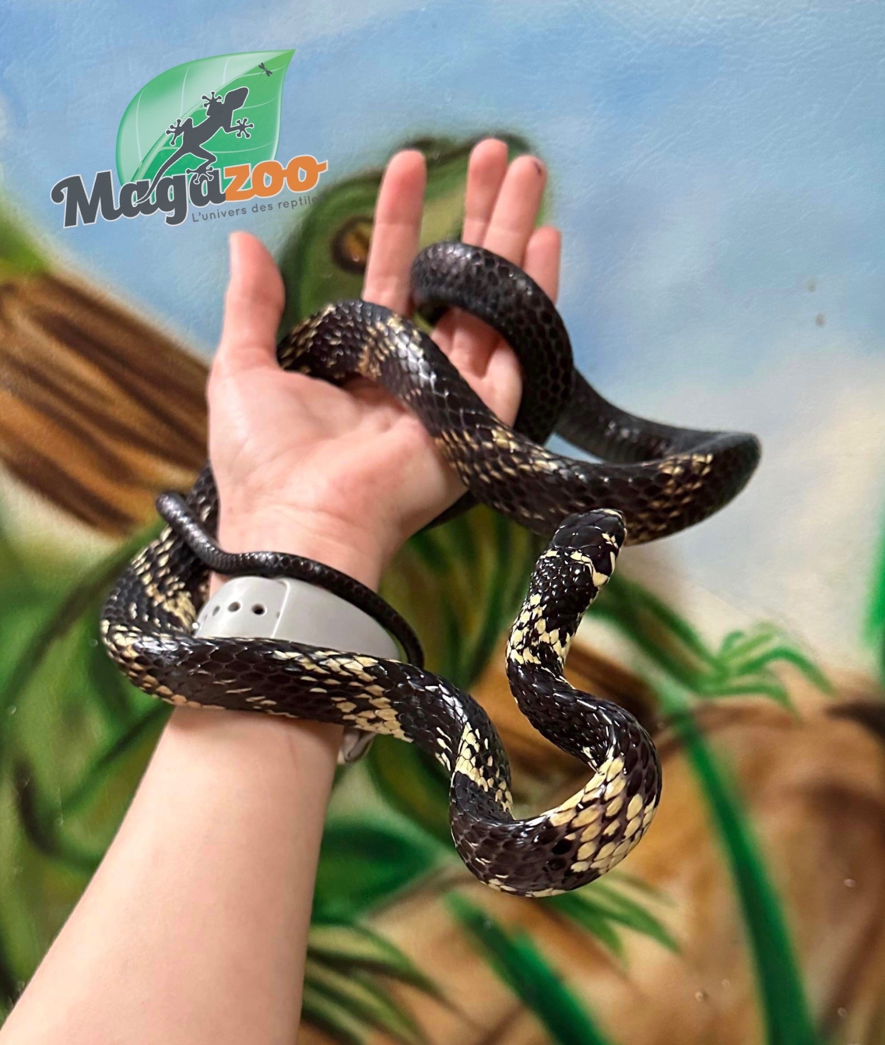 Magazoo Tiger rat snake Baby male CB 2021