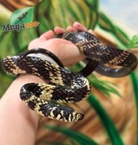Magazoo Serpent ratier tigré (Tiger rat snake) Bébé Mâle CB  2021