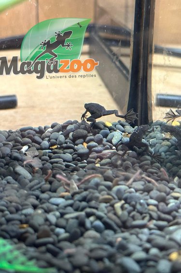 Magazoo African dwarf frog