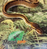 Magazoo Ball python Genetics Stripe Female Baby