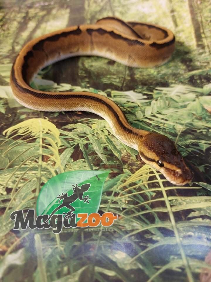 Magazoo Python Royal Génétique Stripe Femelle