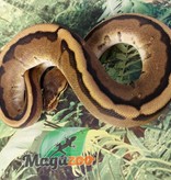 Magazoo Python Royal Génétique Stripe Femelle