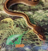Magazoo Ball python Genetics Stripe Female Baby