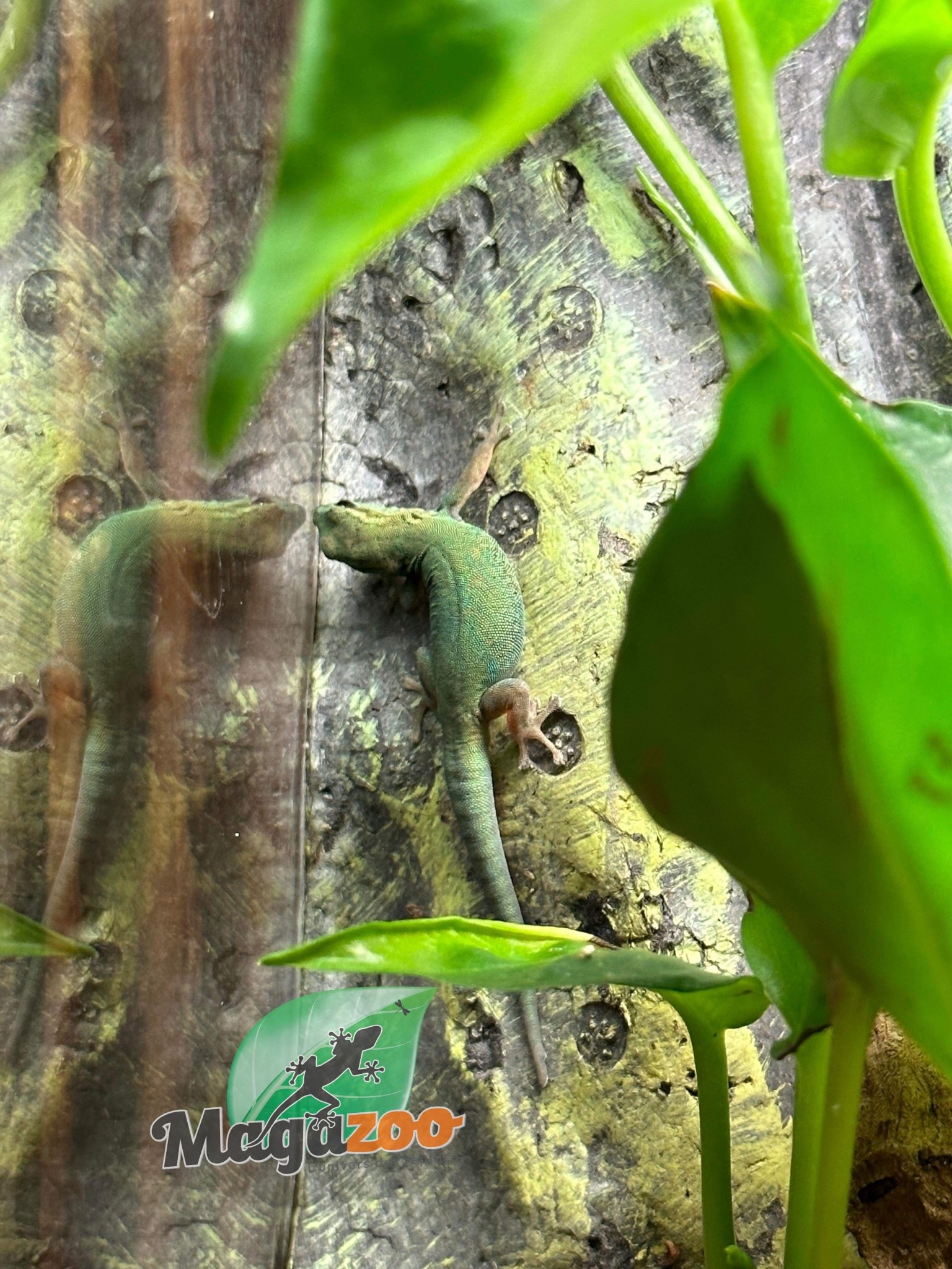 Magazoo Electric blue day gecko female  (williamsi) born in captivity