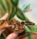 Magazoo Ball python Enchi Pied female