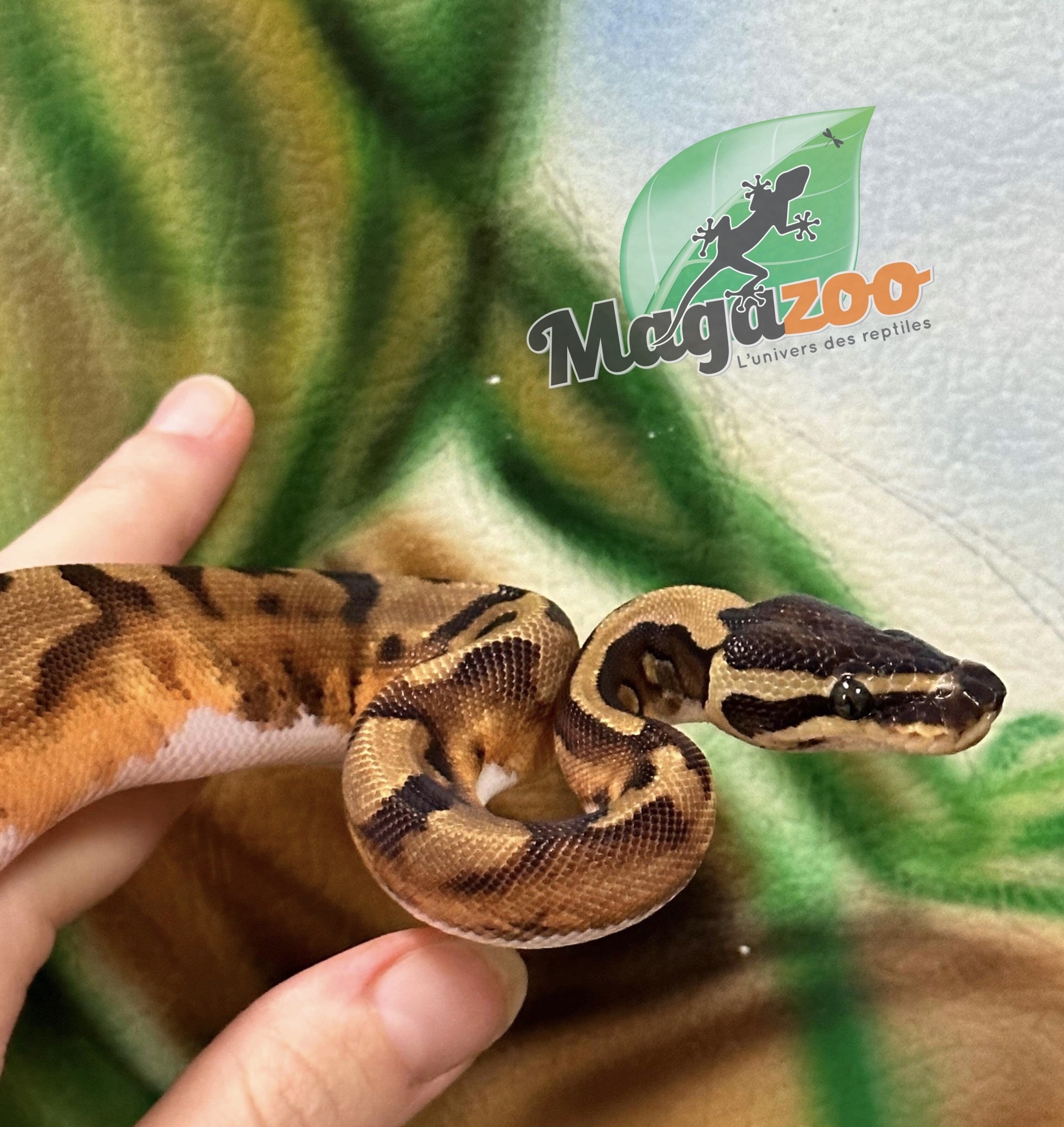 Magazoo Python Royal Enchi Pied femelle