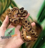 Magazoo Ball python Enchi Pied female