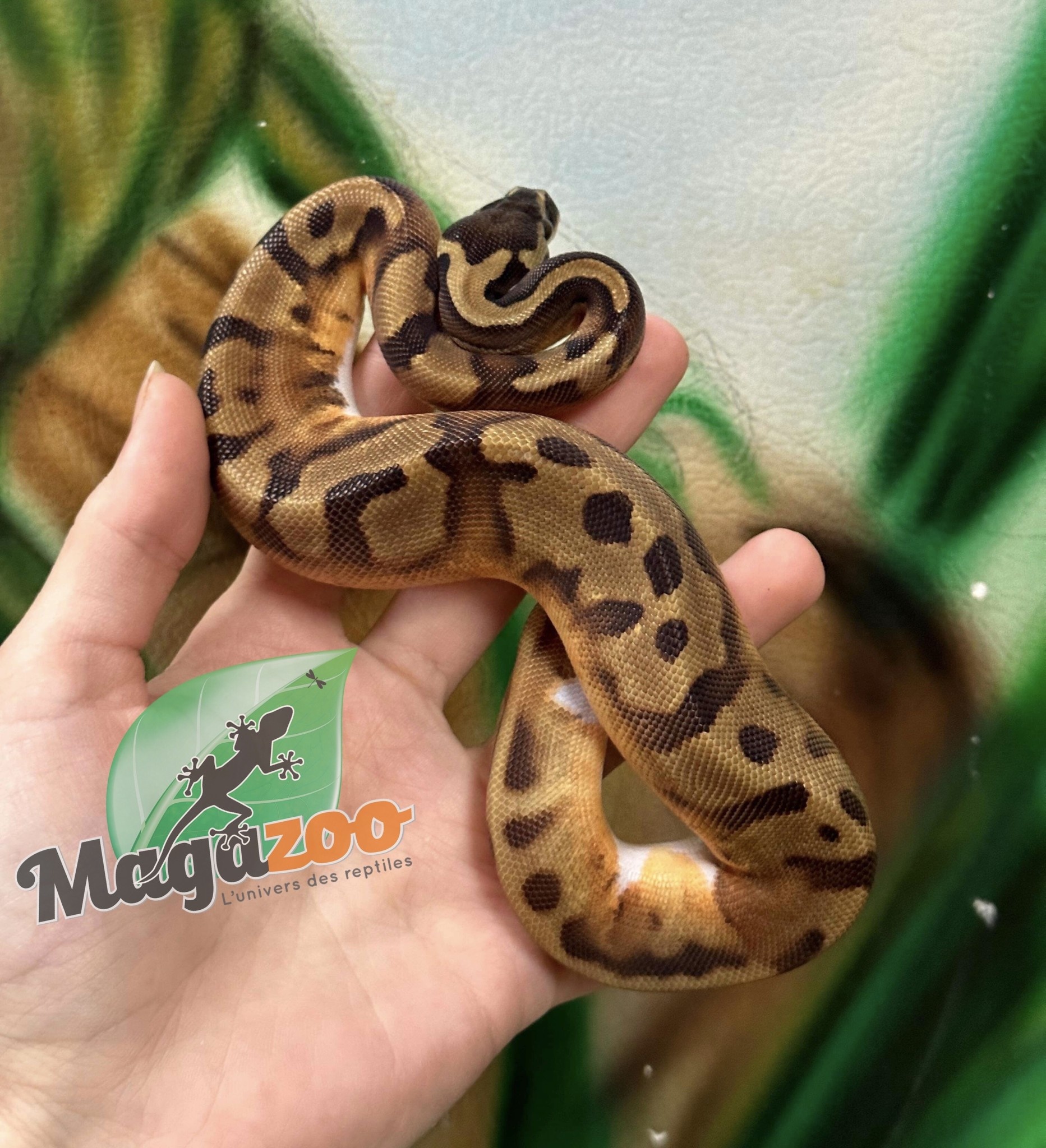 Magazoo Python Royal Enchi Pied femelle