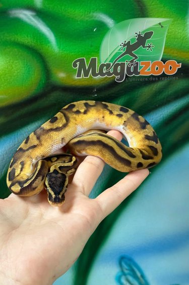 Magazoo Python Royal Enchi Pied Mâle