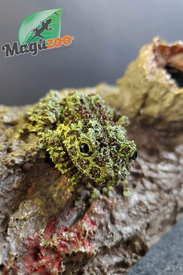 Magazoo Mossy frog